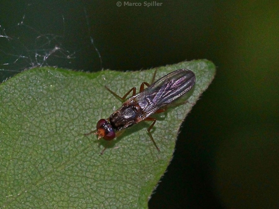 Psilidae: Chyliza leptogaster